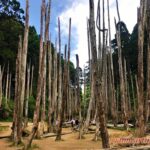 【南投竹山鎮旅遊景點】忘憂森林—南投杉林溪迷霧森林的奇幻仙境之旅 IMG_2408