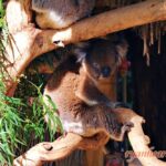 【南澳洲8日旅遊2016年DAY4】阿得雷德景點:克萊蘭德野生動物園/漢道夫德國村,飛往墨爾本 2016IMG_3474