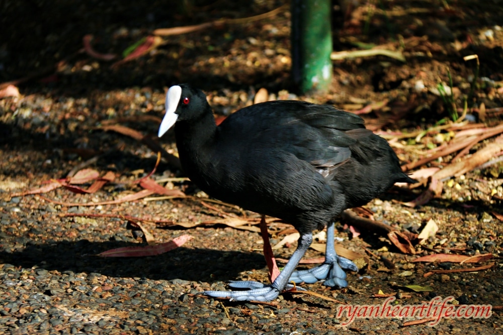 澳洲旅遊：阿得雷德景點-克萊蘭德野生動物園、漢道夫德國村