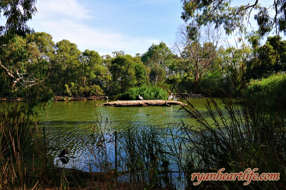 澳洲旅遊：阿得雷德景點-克萊蘭德野生動物園、漢道夫德國村