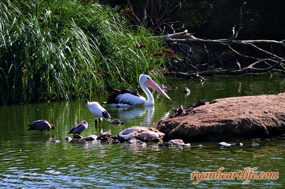 澳洲旅遊：阿得雷德景點-克萊蘭德野生動物園、漢道夫德國村