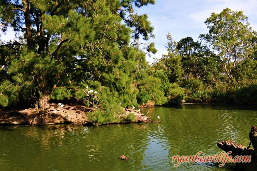 澳洲旅遊：阿得雷德景點-克萊蘭德野生動物園、漢道夫德國村