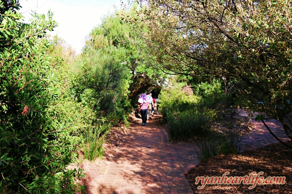 澳洲旅遊：阿得雷德景點-克萊蘭德野生動物園、漢道夫德國村