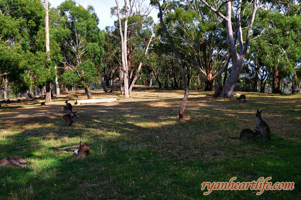 澳洲旅遊：阿得雷德景點-克萊蘭德野生動物園、漢道夫德國村