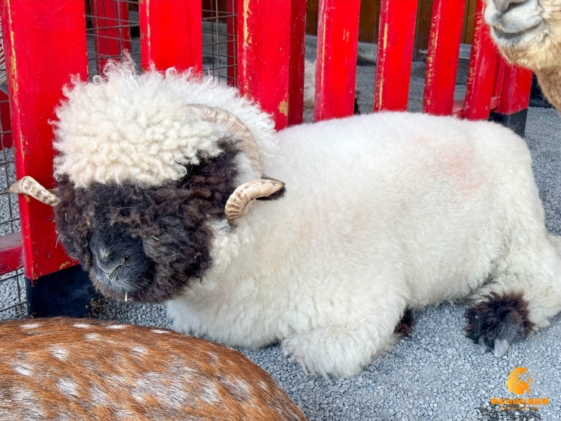 【宜蘭三星旅遊景點】《張美阿嬤農場》—草泥馬、笑笑羊與水豚君的零距離接觸，小孩放風、情侶約會、闔家出遊的好去處